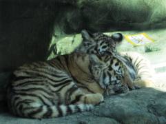 babytigersnihondairazoo.jpg