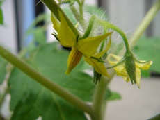 riricoday17inbloom.jpg