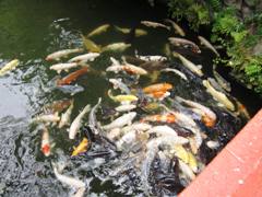 ritsurinpark6.jpg